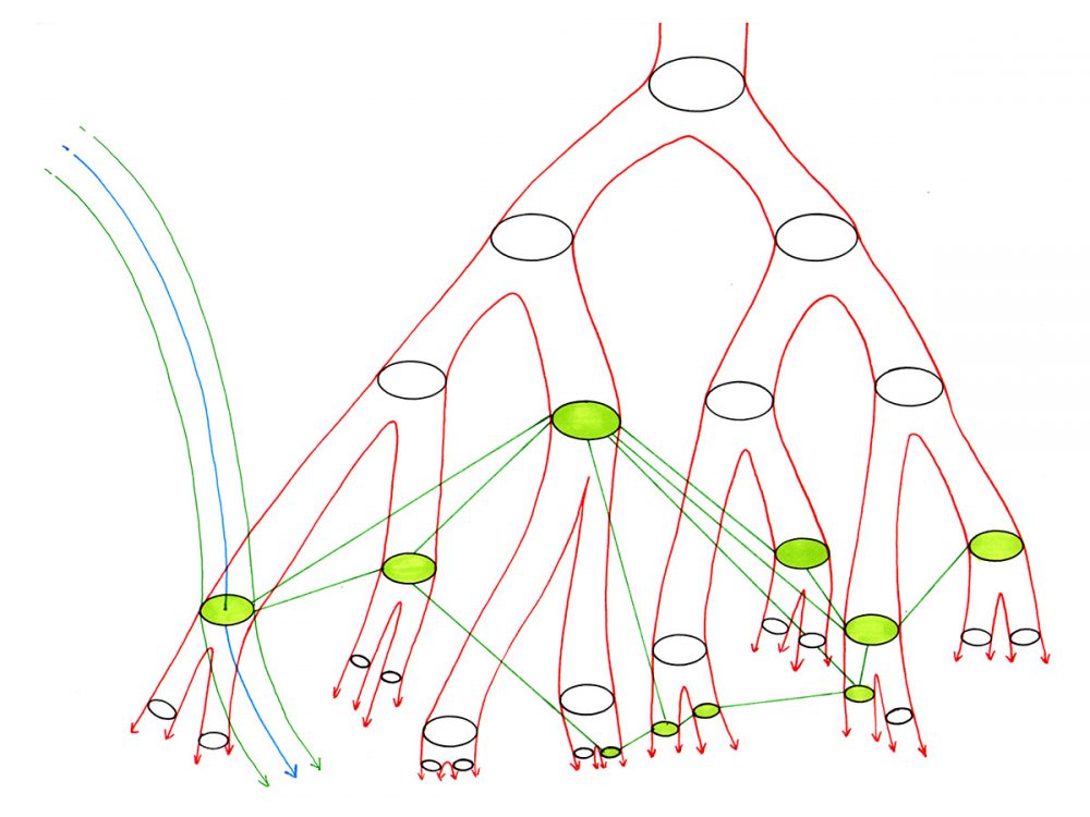 A tree with a single trunk and branching roots beside a rhizome, a tangle of shoots and roots with no center